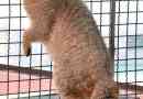 Китайска котка. Колко още изненади са тези мурки да пазят?